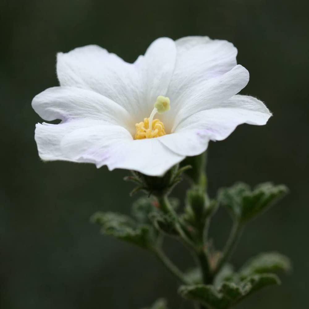 Hollyhock (flower Alcea rosea double white perennial) for planting in garden